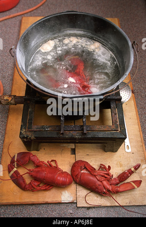 A LOBSTER IN A POT OF BOILING WATER AT A DEMONSTRATION OF THE HUMANE CRUSTACEAN STUNNER Stock Photo