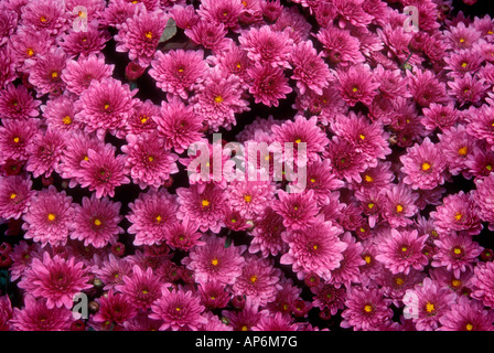 magenta mums, garden detail Stock Photo