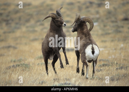 Wyoming, Whiskey Mountain, Wind River Mountains, near Dubois .Two Bighorn Rams (Ovis canadensis) Jousting. Stock Photo