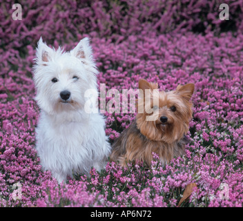 West highland white terrier yorkshire fashion terrier