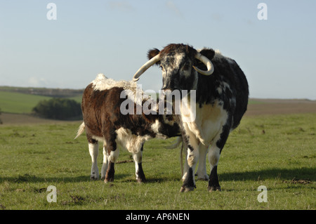 Longhorn Cattle at Parsonage Down National Nature Reserve Wiltshire England Stock Photo
