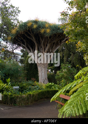 Dragon Tree Dracaena draco in the Botanic Garden Hijuella del Botanico in La Orotava Tenerife Stock Photo