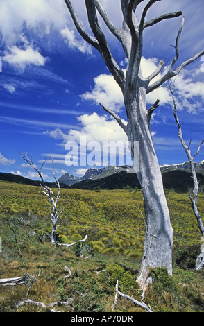 Cradle Mountain and a dead tree in alpine moorlands Tasmania Stock Photo