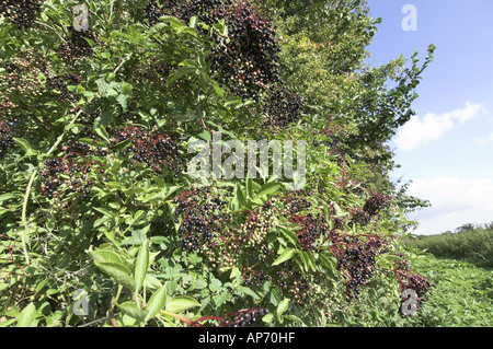 Elder Elderberries sambucus nigra berries ripe Norfolk UK September Norfolk UK Stock Photo
