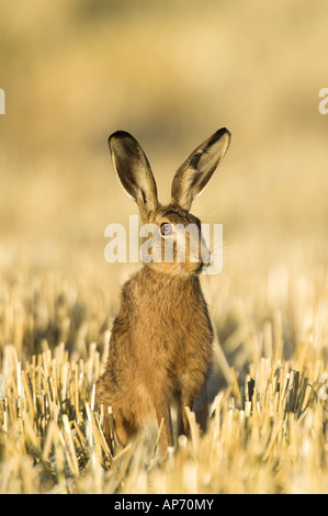 Brown Hare lepus capensis adult in wheat stubble Norfolk UK August Stock Photo