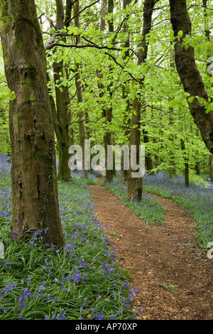 Bluebells growing alongside a path winding its way through a beech wood with bright green new foliage Stock Photo