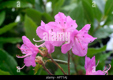 Rhododendron dauricum Midwinter AGM Stock Photo