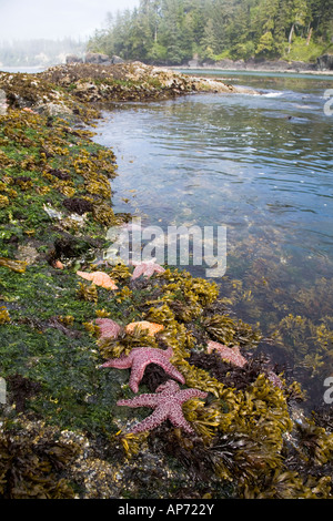 Ochre sea stars Pisaster ochraceus on rocky shore Pacific Rim National Park Vancouver Island British Columbia Canada Stock Photo
