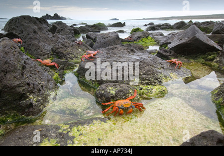 Sally Lightfoot Crabs Grapsus grapsus along the shoreline Espanola Island Galapagos National Park Ecuador Stock Photo