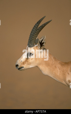 Arabian sand gazelle in the desert of the Middle East, Arabian ...