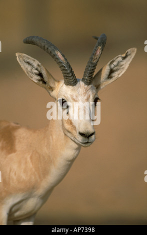 Arabian sand gazelle Stock Photo - Alamy