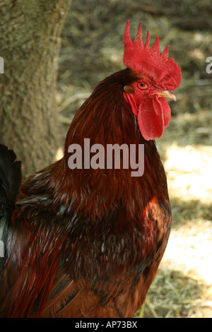 Rhode Island Red Rooster Stock Photo