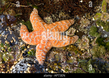 Ochre sea star Pisaster ochraceus on rocky shore Pacific Rim National Park Vancouver Island British Columbia Canada Stock Photo