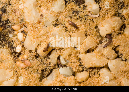 Sawtoothed grain beetle (Oryzaephilus surinamensis) pest infestation eating dried nuts and figs food Stock Photo