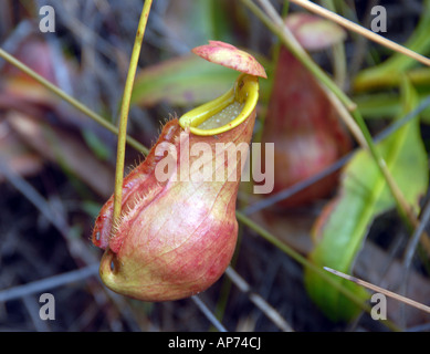 Carnivorous Pitcher Plant, Palmarium Private Reserve, Lake Ampitabe, Pangalanes, Eastern Madagascar Stock Photo