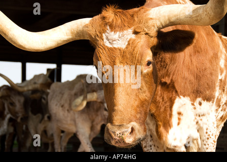 Longhorn cow in the Fort Worth Texas Stockyards historical area Stock Photo