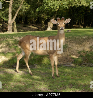 Eld's Deer Cervus eldi Stock Photo