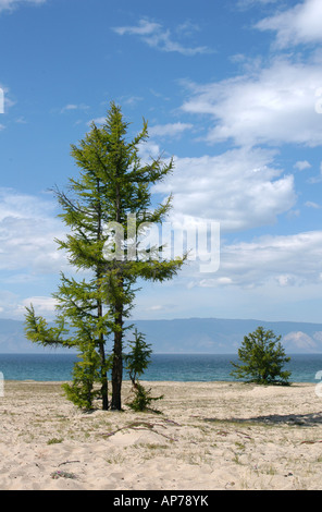 Larch tree on the sandy beach on the bank of Lake Baikal in Siberia, Russia Stock Photo