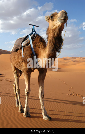 Arabian camel or Dromedary (Camelus dromedarius) also called a one humped camel in the Sahara Desert, Morocco Stock Photo