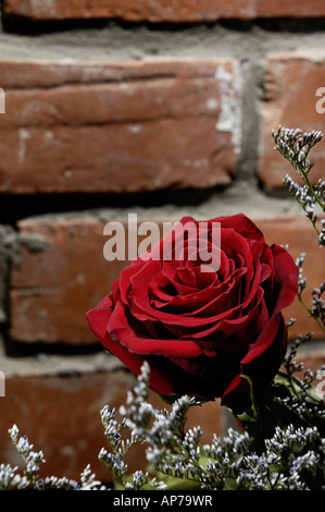Red rose love grungy brick wall Stock Photo