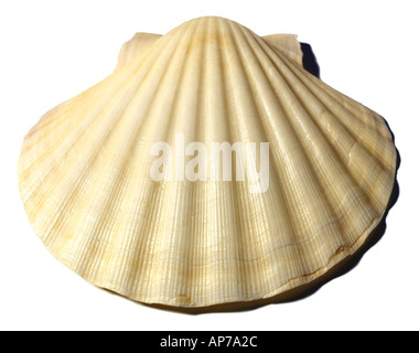 Sea Shell Seashell mollusk Stock Photo