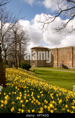 England Essex Colchester East Anglia Castle and Gardens Springtime Daffodils Stock Photo