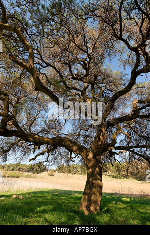 Acacia Albida trees in Tel Shimron on the borderline of Jezreel Valley and the Lower Galilee Israel Stock Photo