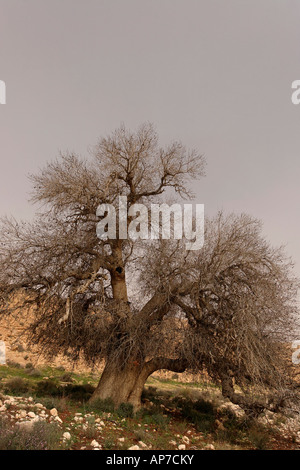 Israel the Negev desert Atlantic Pistachio in Wadi Elot Stock Photo