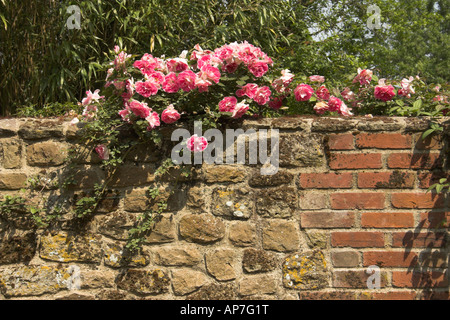 Roses on a wall - West Sussex. Stock Photo