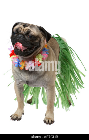 Pug dog with grass skirt and lei Stock Photo
