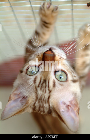 Snow spotted Bengal Glitterglam kitten playing at roughly 10 weeks old Stock Photo