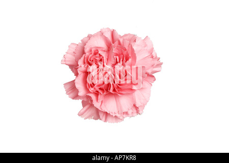 CUT OUT OF FLOWER HEAD RED/ PINK CARNATION OR PINK