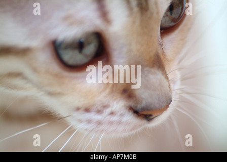 Snow spotted Bengal Glitterglam kitten playing at roughly 10 weeks old Stock Photo