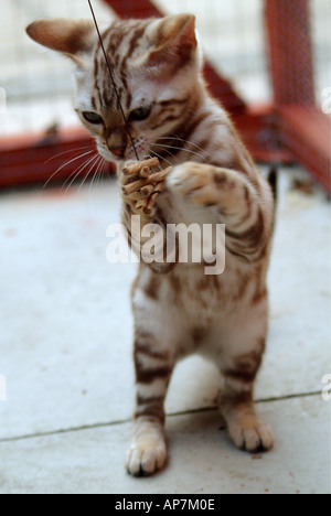 Snow spotted Bengal Glitterglam kitten playing at roughly 10 weeks old Stock Photo