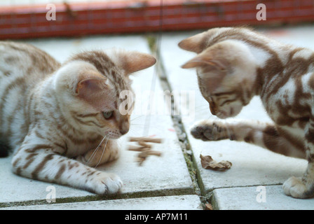 Snow spotted Bengal Glitterglam kitten playing at roughly 10 weeks old Stock Photo