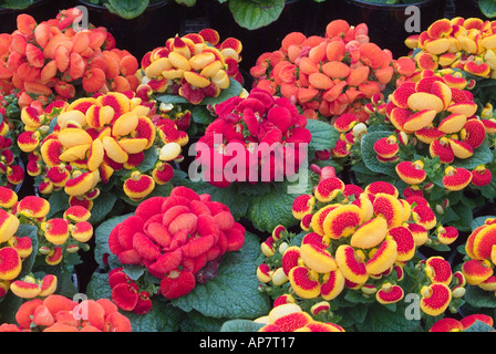 Flowers Ladys Purse Flower Calceolaria X Stock Photo 422716129 |  Shutterstock
