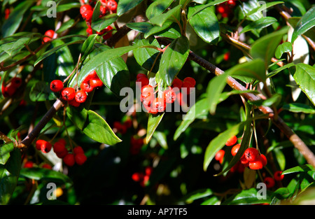 Close up of Red berries of cotoneaster rosaceae climber climbing plant in autumn fall England UK United Kingdom GB Great Britain Stock Photo