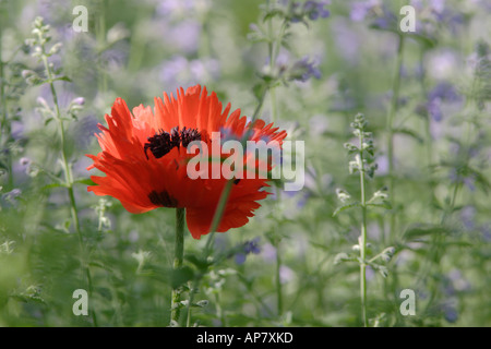 oriental poppy papaver orientale turkenlouis stock photo 162 9868 oriental poppy keywords oriental poppy papaver orientale turke Stock Photo