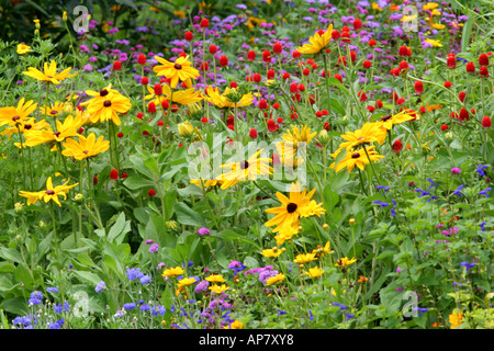 colorful prairie flowers in northern illinois july keywords