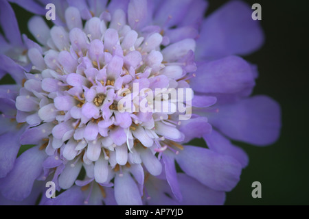 dove scabious butterfly blue scabiosa columbaria teasel fam dipsacaceae keywords dove scabious scabiosa columbaria blue flower f Stock Photo