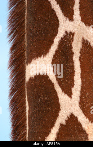 Giraffe (Giraffa pardalis Stock Photo - Alamy