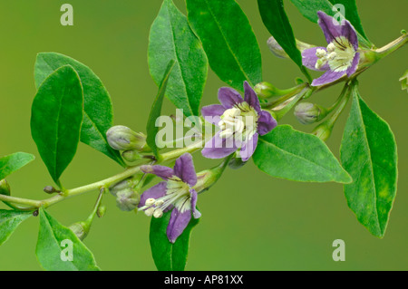 Boxthorn, Chinese Wolfberry (Lycium barbarum), flowering twig Stock Photo
