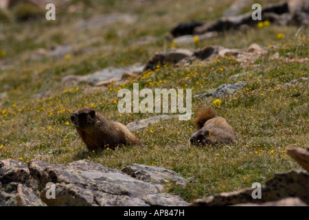 Yellow-bellied Marmot (Marmota flaviventris), also known as the Rock Chuck, is a ground squirrel in the marmot genus Stock Photo