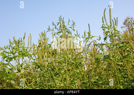 Giant Ragweed (Ambrosia trifida), flowering Stock Photo