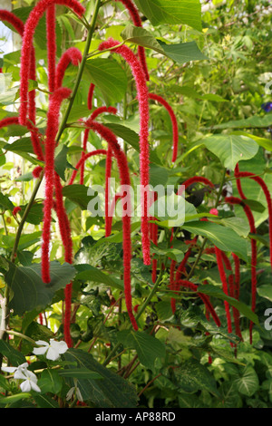 Pendulous red flowers of Bleeding Heart Stock Photo
