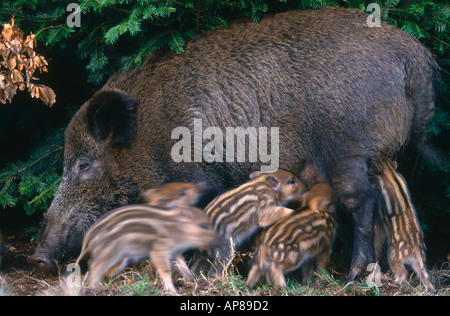 Wild Boar (Sus scrofa) nursing its young ones in forest Stock Photo