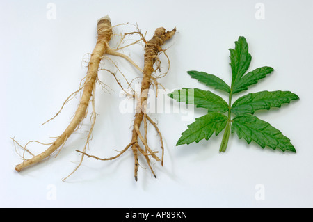 Aniseed (Pimpinella major) roots and leaves studio picture Stock Photo