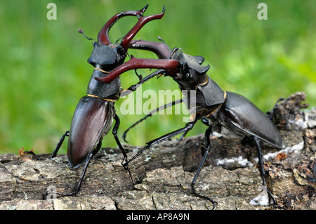 Stag Beetle Lucanus cervus two fighting males Stock Photo