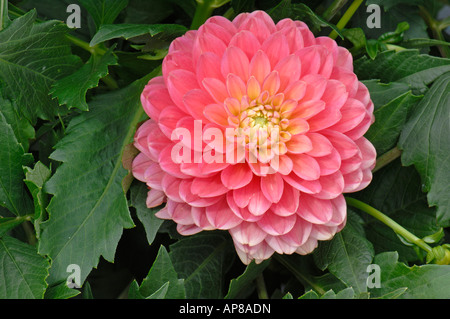 Dahlia (Dahlia hybrid), variety: Melody Allegro, flower Stock Photo