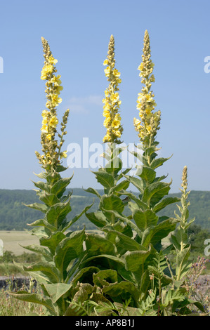 Large-flowered Mullein (Verbascum densiflorum, Verbascum thapsiforme), flowering plants Stock Photo